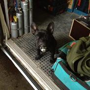 Fransk bulldog Aimee