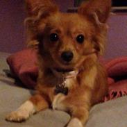 Blanding af racer Miley