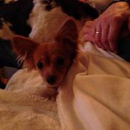 Blanding af racer Miley