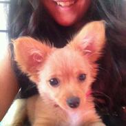 Blanding af racer Miley