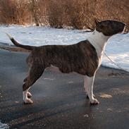 Bullterrier Dharma