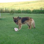 Schæferhund Sif (R.I.P)