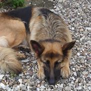 Schæferhund Sif (R.I.P)