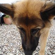 Schæferhund Sif (R.I.P)