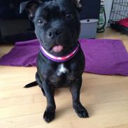 Staffordshire bull terrier Amy