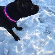 Staffordshire bull terrier Amy
