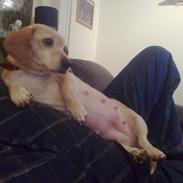 Blanding af racer Tea