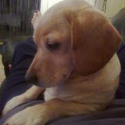 Blanding af racer Tea