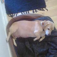 Blanding af racer Tea