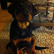 Rottweiler Nika