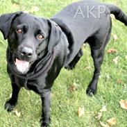 Labrador retriever Sally
