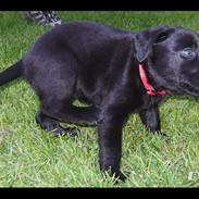 Labrador retriever Sally