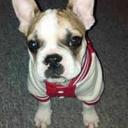 Fransk bulldog Rocco