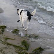 Blanding af racer Malou