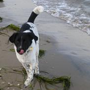 Blanding af racer Malou