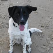 Blanding af racer Malou