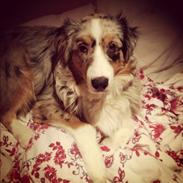 Australian shepherd Manni (Himmelhund)