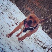 Staffordshire bull terrier Bonzo