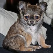 Chihuahua BALOO