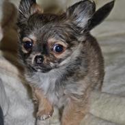 Chihuahua BALOO