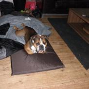 Olde english bulldogge Tantos