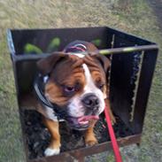 Olde english bulldogge Tantos