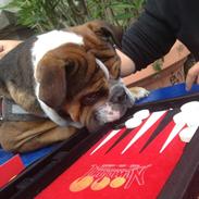 Olde english bulldogge Tantos