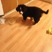 Berner sennenhund Bumle