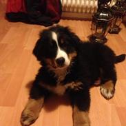 Berner sennenhund Bumle