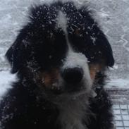 Berner sennenhund Bumle