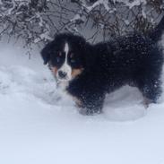 Berner sennenhund Bumle
