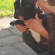 Fransk bulldog Bonzo