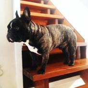 Fransk bulldog Bonzo