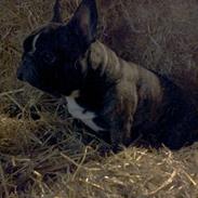 Fransk bulldog Bonzo