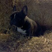 Fransk bulldog Bonzo