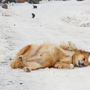 Islandsk fårehund Lucky ( himmel-hund) snøft