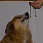 Islandsk fårehund Lucky ( himmel-hund) snøft