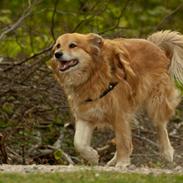 Islandsk fårehund Lucky ( himmel-hund) snøft