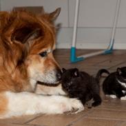 Islandsk fårehund Lucky ( himmel-hund) snøft