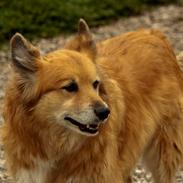 Islandsk fårehund Lucky ( himmel-hund) snøft