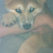 Akita inu Kuma Senkinin