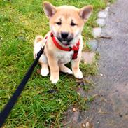Shiba Lucca