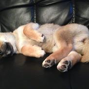 Shiba Lucca