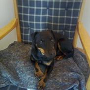 Tysk jagtterrier Alli