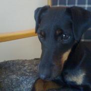 Tysk jagtterrier Alli