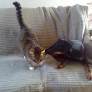 Tysk jagtterrier Alli