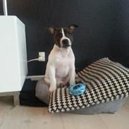 Staffordshire bull terrier Bully