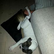 Staffordshire bull terrier Bully