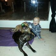 Staffordshire bull terrier Bully