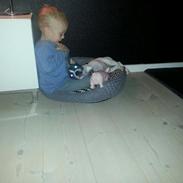 Staffordshire bull terrier Bully